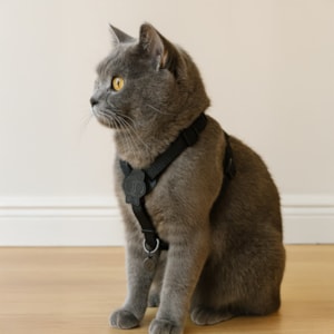 Coleira Peitoral Pet Solids Preto M