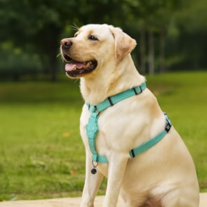 Coleira Peitoral Pet Solids Verde G