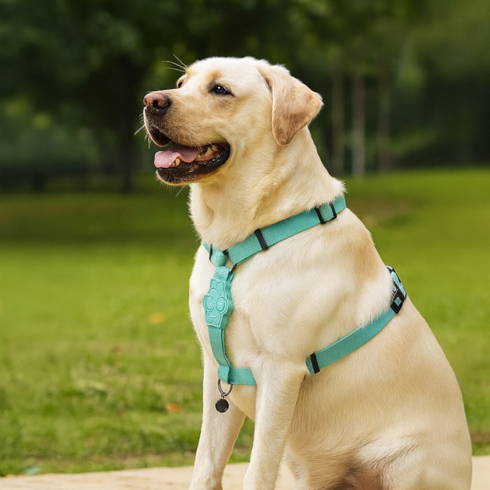 Coleira Peitoral Pet Solids Verde G - Madel Home