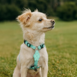 Coleira Peitoral Pet Solids Verde P