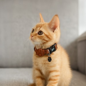 Coleira Pet Solids Marrom P