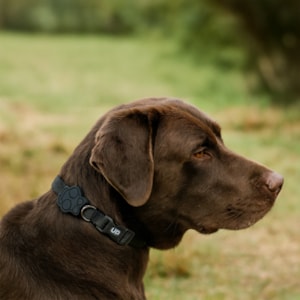 Coleira Pet Solids Preto G