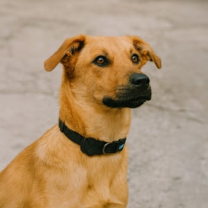 Coleira Pet Solids Preto M