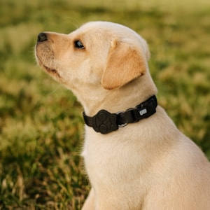 Coleira Pet Solids Preto P
