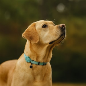 Coleira Pet Solids Verde G
