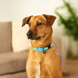 Coleira Pet Solids Verde M
