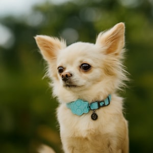 Coleira Pet Solids Verde P