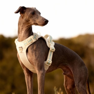Colete Peitoral Pet Bubble Bege XG