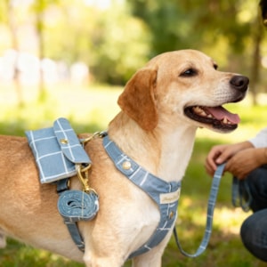 Colete Peitoral Pet Essencial em Tamanho P Tecido Azul