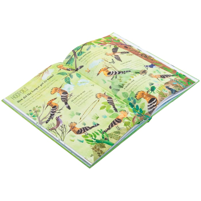 Livro The Big Book Of Birds: 0 - Yuval Zommer 1 Ed 2019 - Madel Home